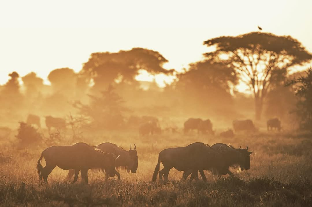 Experience the timeless beauty of Serengeti's vast plains